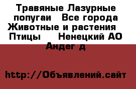 Травяные Лазурные попугаи - Все города Животные и растения » Птицы   . Ненецкий АО,Андег д.